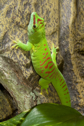 Ein grüner Gecko