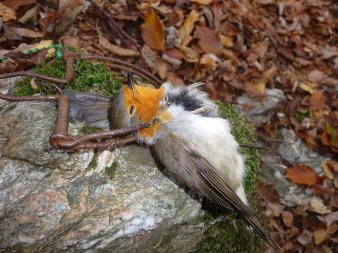 Durch Falle getöteter Vogel liegt auf einem Stein