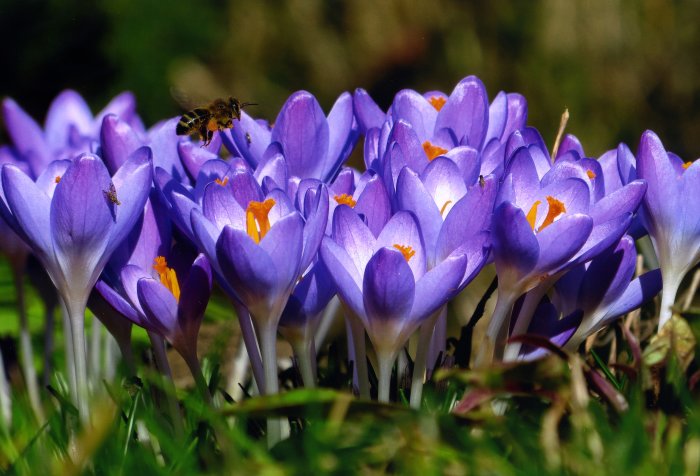 Foto lilafarbender Krokusse