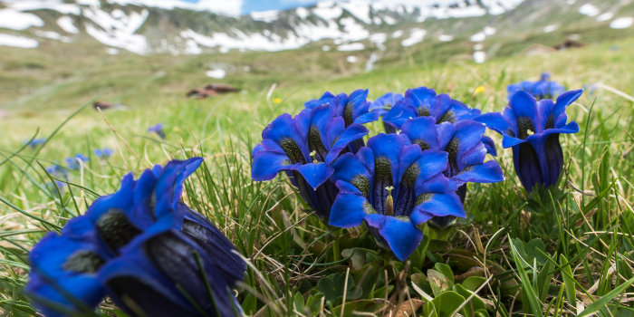 Im Vordergrund eine blaue Blume, im Hintergrund Berge