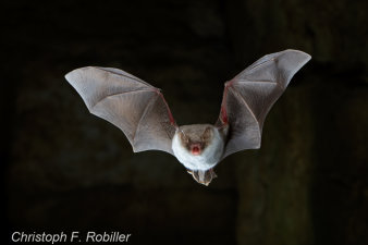 eine fliegende Fledermaus