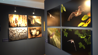 Fototafeln von Fledermäusen, die an der Wand hängen