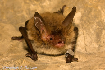 eine Fledermaus