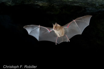 eine fliegende Fledermaus