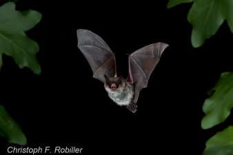 eine fliegende Fledermaus