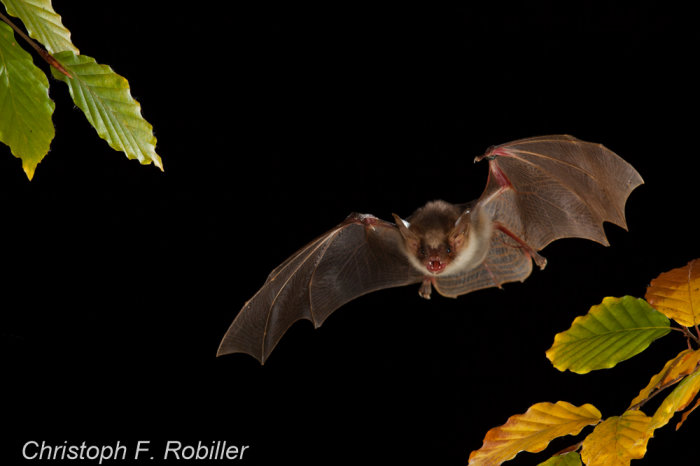 Großes Mausohr fliegende Fledermaus