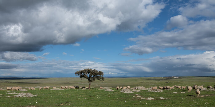 karge grüne Landschaft mit einigen Steinen und einem einzelnen Baum