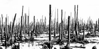 Schwarz-weiß Bild von abgestorbenen Bäumen