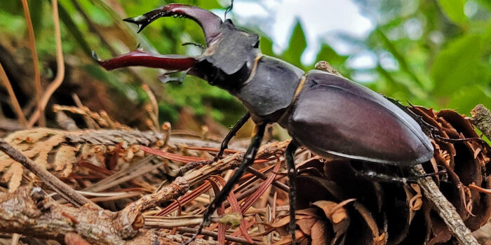 Ein Hirschkäfer auf dem Waldboden.