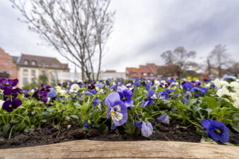 Domplatzbeet Bepflanzung mit weißen, lila und blauen Stiefmütterchen