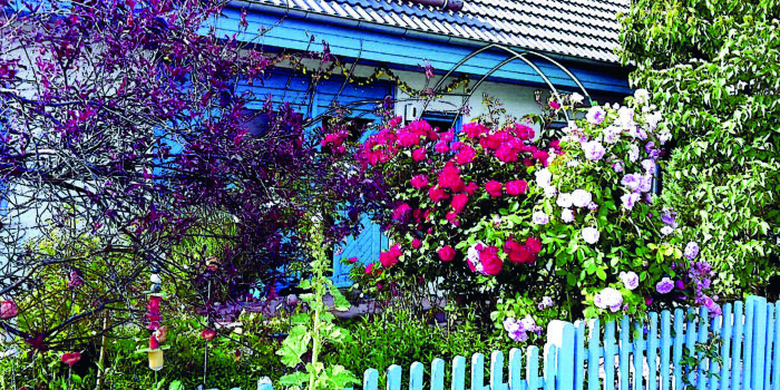 Blumenpracht hinter blauem Gartenzaun.