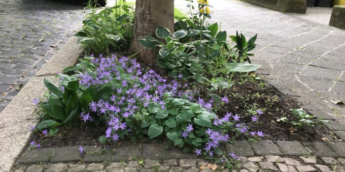 Ton-in-Ton-gestaltete Baumscheibe mit lila Blüten