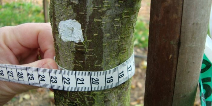 Foto: Der Baum entspricht dem gewünschten Stammumfang von 20 bis 25 cm © Stadtverwaltung Erfurt Maßband um Baumstamm.