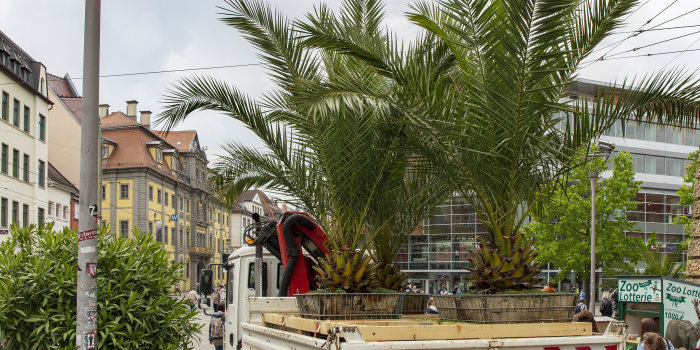 Große Palmen auf dem Anger