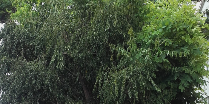 Baum mit runder Krone, das Laub links ist geschädigt.