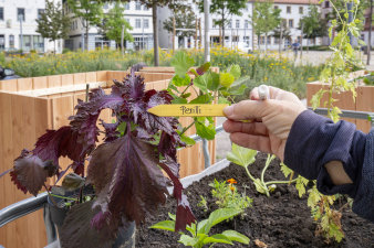 Hochbeete in der Stadt