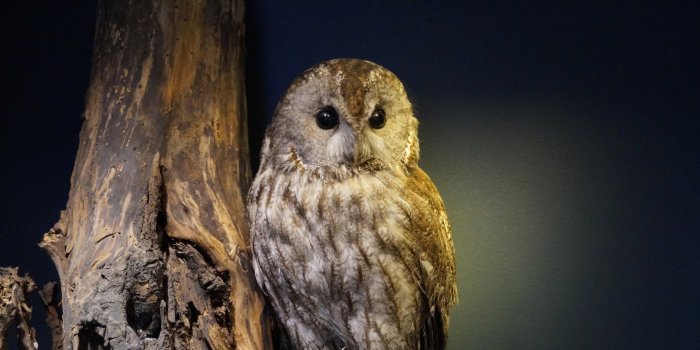 Foto: Der Waldkauz, Vogel des Jahres 2017 © Stadtverwaltung Erfurt / S. Baumbach Tierpräparat