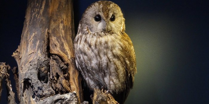Foto: Der Waldkauz, Vogel des Jahres 2017 © Stadtverwaltung Erfurt / S. Ludwig Tierpräparat