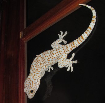 Gecko an senkrechter Fensterscheibe