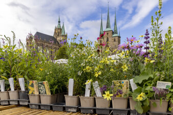 eine Palette mit verschiedenen Staudenpflanzen in Töpfen steht vor dem Erfurter Dom