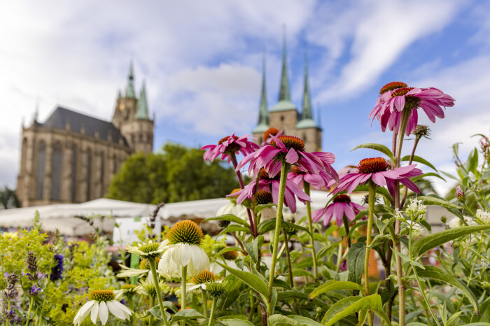 pinkfarbene Blumen, im Hintergrund der Erfurter Dom