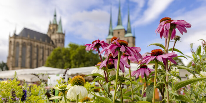 Interner Verweis: Erfurter Herbst- und Cerealienmarkt