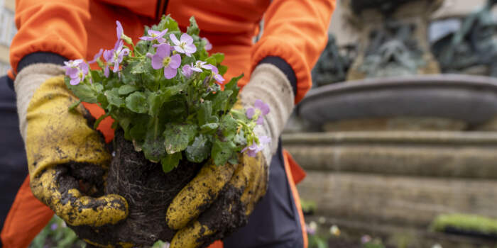 Garten- und Friedhofsamt bringt den Frühling in die Stadt