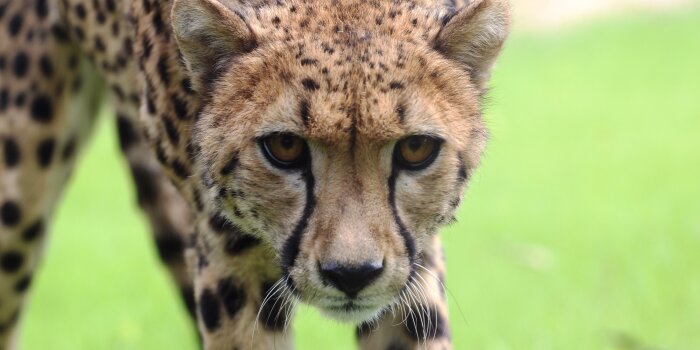 Foto: Gepardin Djehuti © Thüringer Zoopark Erfurt Nahaufnahme einer Gepardin
