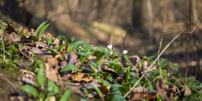 Bärlauchblätter zwischen Laub im Wald