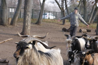 Ein Mitarbeiter des Thüringer Zoopark Erfurt betreut Huftiere in ihrem Gehege