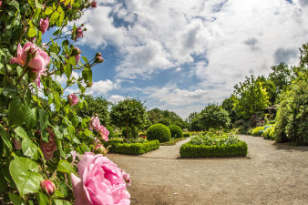 Blumen und Sträucher