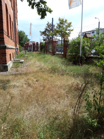 ein verwilderter Bereich neben einem Haus, angrenzend eine Mauer