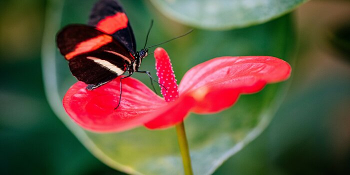 Foto: Schmetterling im Danakil © SWE Stadtwerke Erfurt GmbH ein Schmetterling sitzt auf der Blüte einer Pflanze