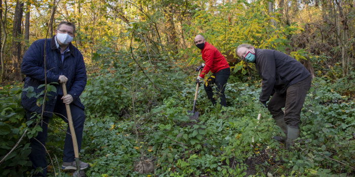drei Männer mit Spaten in der Hand graben Löcher für Baumpflanzungen in einem Wald