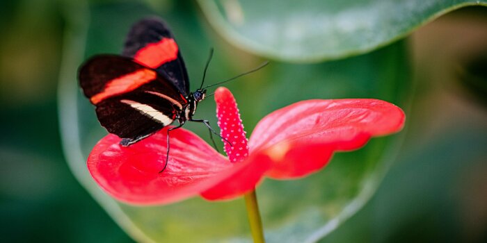 ein Schmetterling sitzt auf der Blüte einer Pflanze