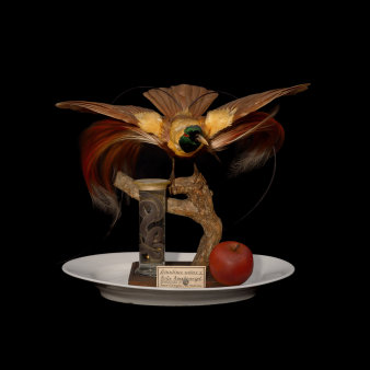 Foto: Zum Fressen gern: Roter Paradiesvogel Strumpfbandnatter Wachsapfel, 2016 © Sebastian Köpcke und Volker Weinhold Collage auf Teller.