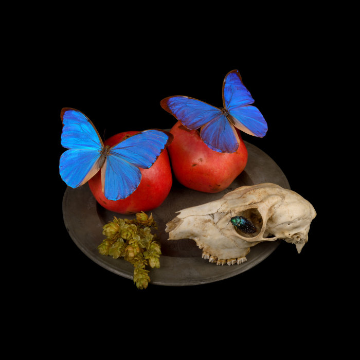 Zum Fressen gern: Rehschädel Prachtkäfer Morpho Schmetterlinge, 2016 Collage auf Teller.