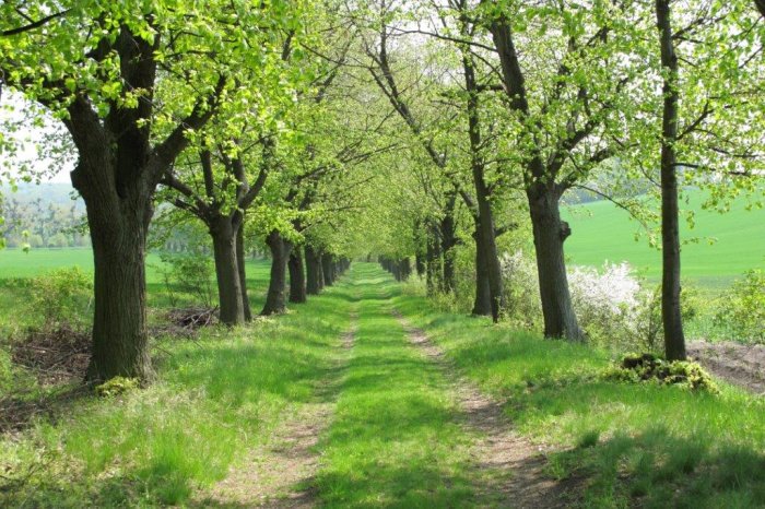 Allee im Frühling Lindgrüne Bäume an einem Weg