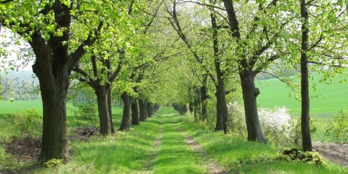 Lindgrüne Bäume an einem Weg