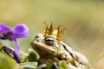 Foto: VHS-Vortrag: Faszination der Märchen © Stadtverwaltung Erfurt/Grit Kästner Frosch sitzt vor Veilchen und hat eine Krone auf dem Kopf. Entsprechend dem Märchen: der Froschkönig.