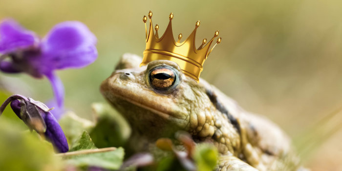 Frosch sitzt vor Veilchen und hat eine Krone auf dem Kopf. Entsprechend dem Märchen: Der Froschkönig.