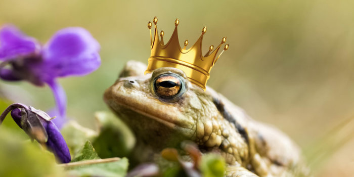 Foto: Fröschkönig © Stadtverwaltung Erfurt / Grit Kästner Frosch sitzt vor Veilchen und hat eine Krone auf dem Kopf. Entsprechend dem Märchen: der Froschkönig.