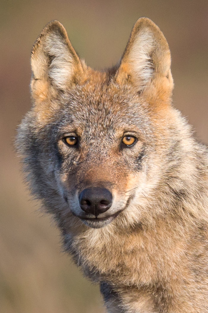 Wölfe in Deutschland: ihre Rückkehr nach Thüringen Portrait eines Wolfes