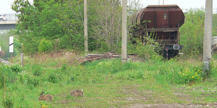 Vorn sind zwei Hasen im Gras zu sehen. Im Hintergrund steht ein alter Waggon.