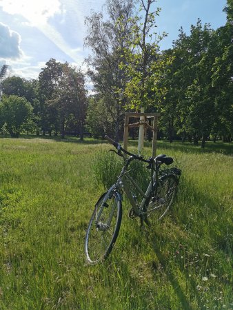 Ein Fahrrad steht im Park vor einem jungen Baum auf der grünen Wiese.