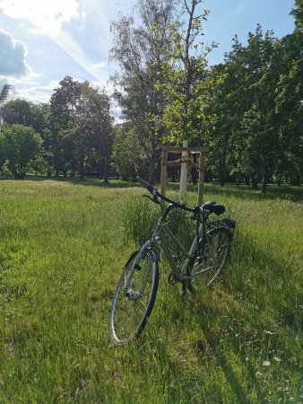Foto: Stadtradeln 2020 Radeln für mehr Grün © Stadtverwaltung Erfurt, Umwelt- und Naturschutzamt Ein Fahrrad steht im Park vor einem jungen Baum auf der grünen Wiese.