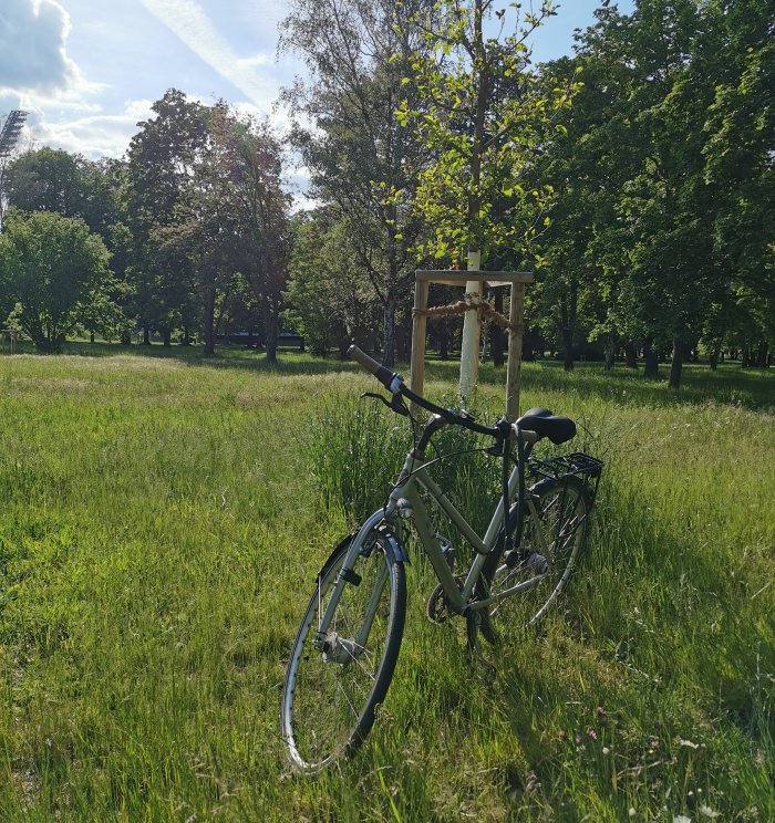 Ein Fahrrad steht im Park vor einem jungen Baum auf der grünen Wiese.