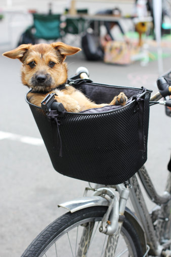 Der Parking-Day bietet viele Informationen rund um zukunftsweisende Verkehrskonzepte, aber auch lustige Bilder wie hier der Hund im Fahrrad-Gepäckträger sorgen für gute Stimmung unter den Teilnehmern.