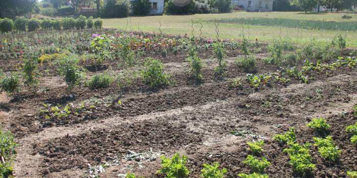 Foto: In Erfurt sollen Kenntnisse zum regionalen, ökologischen Landbau ausgebaut werden © Stadtverwaltung Erfurt / Frank Mittelstädt Gemüsebeet mit unterschiedlichen Kulturen