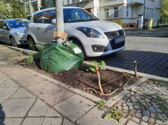 Bewässerung der Bäume im verdichteten Stadtgebiet mit Hilfe von Bewässerungsbeuteln.  